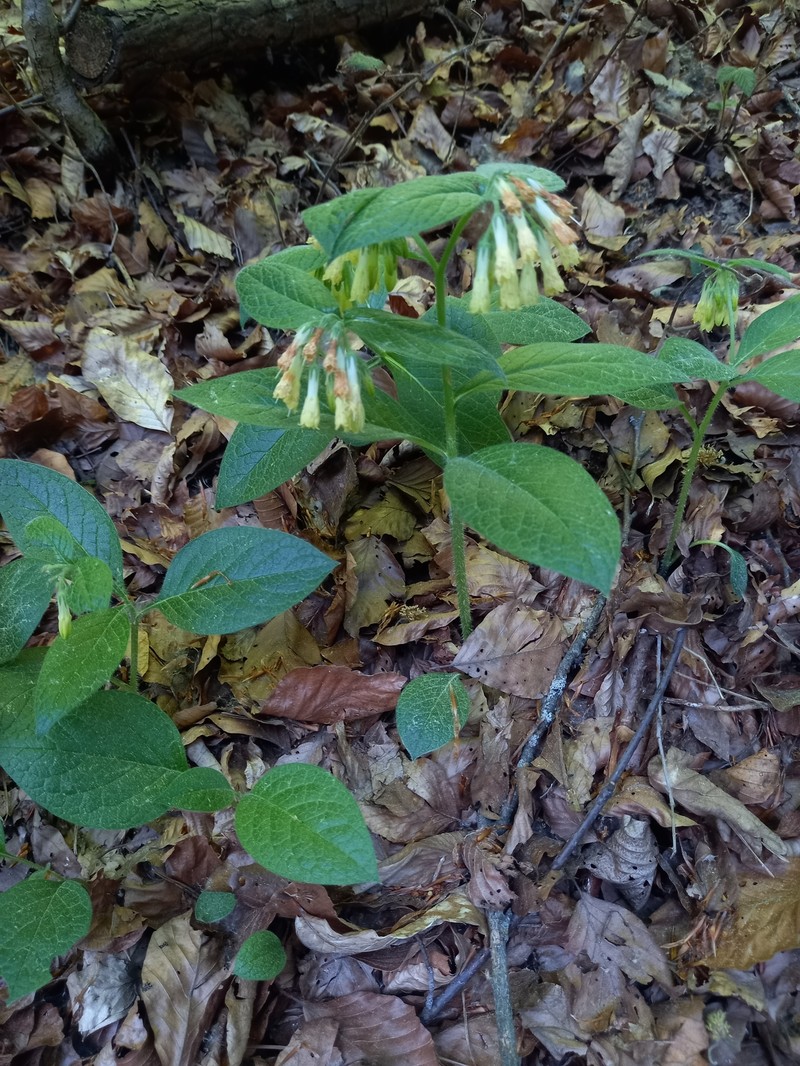 Symphytum tuberosum subsp. tuberosum photo 4
