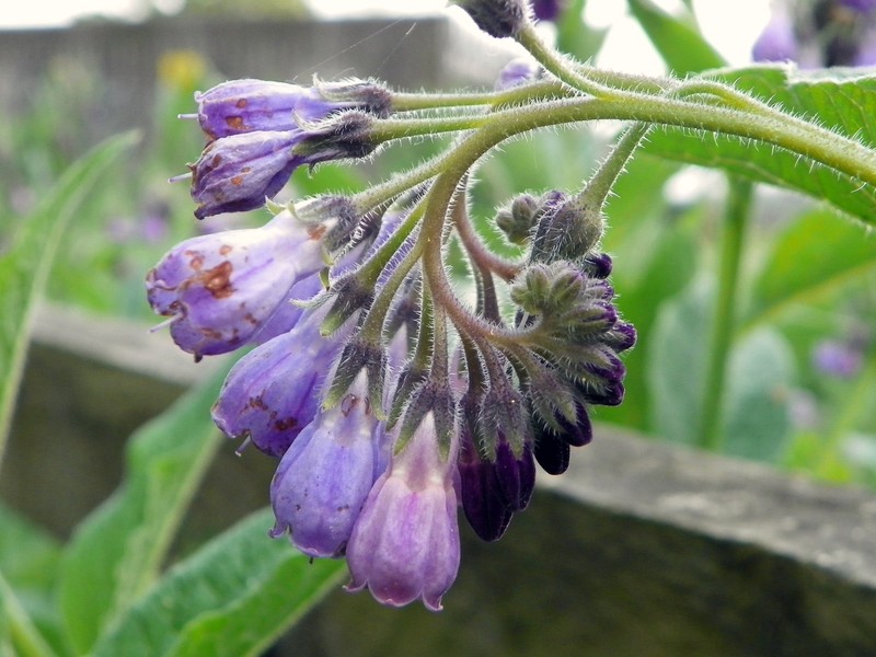 Comfrey photo 2