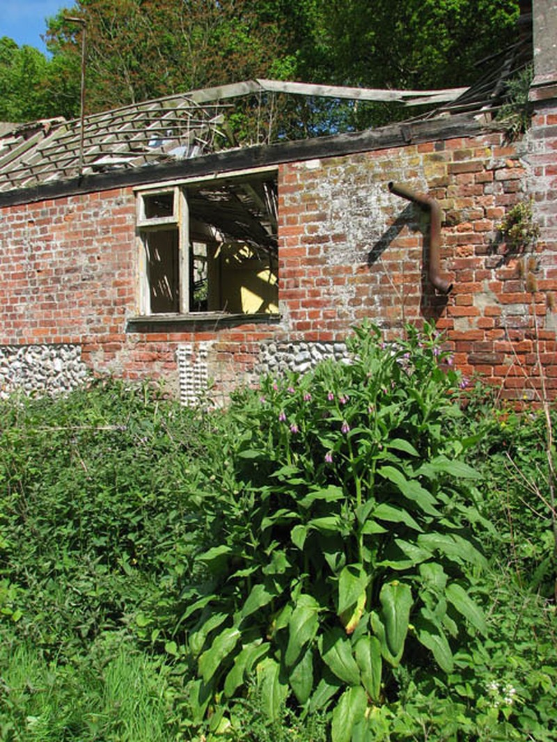 Comfrey photo 3