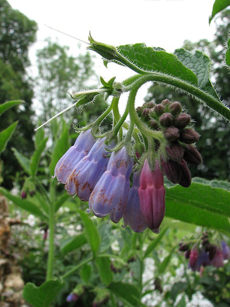 Comfrey photo 4