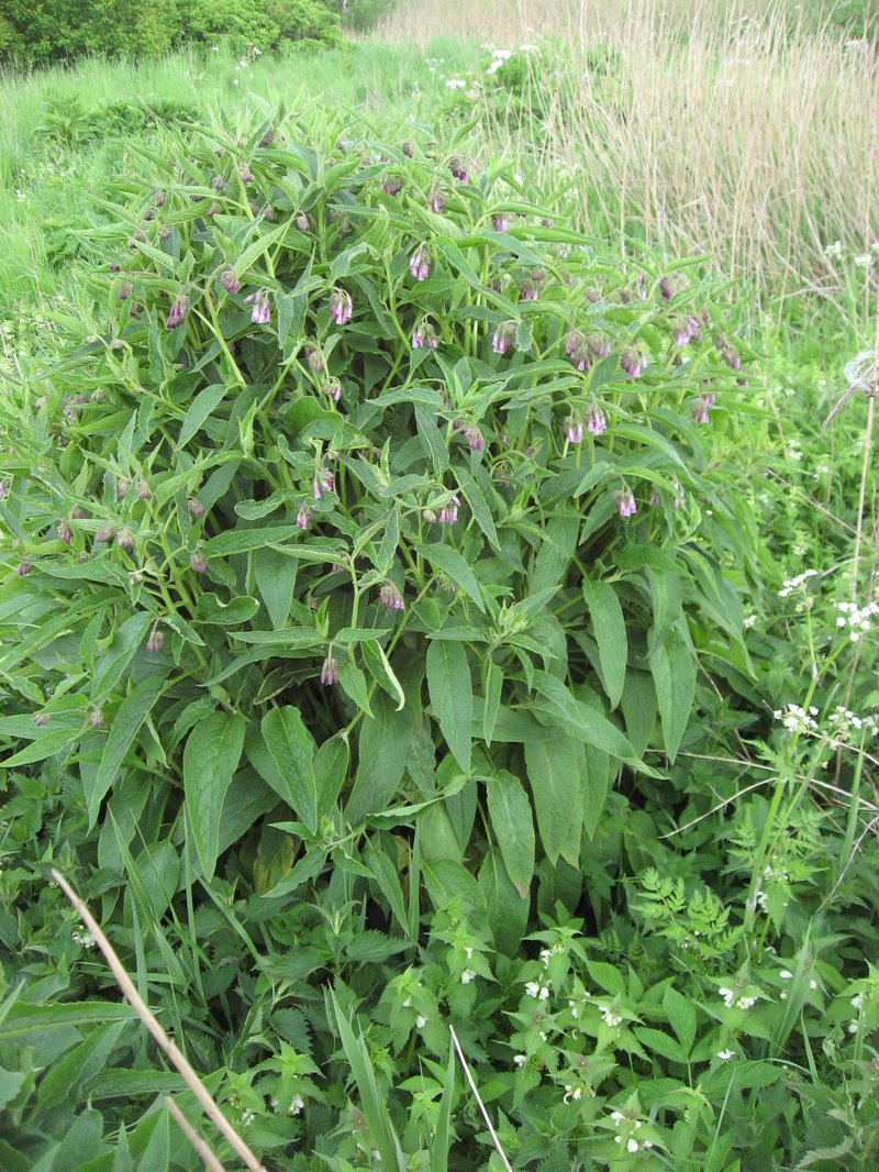 Comfrey photo 5