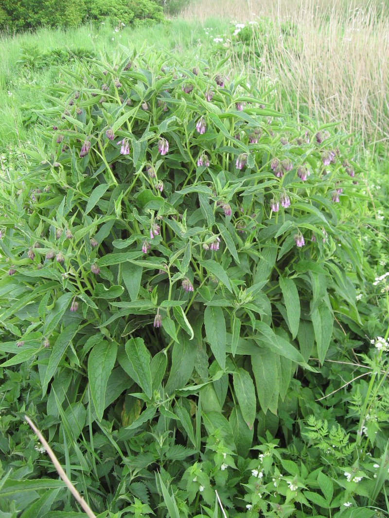 Comfrey