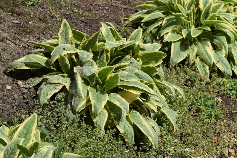 Comfrey photo 6