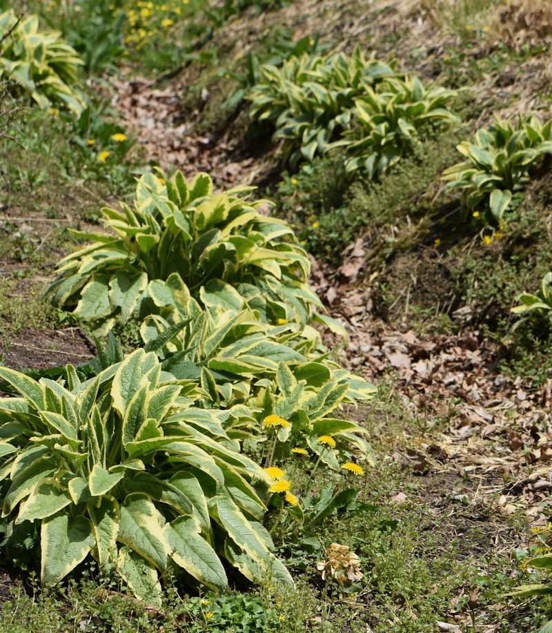 Comfrey photo 7