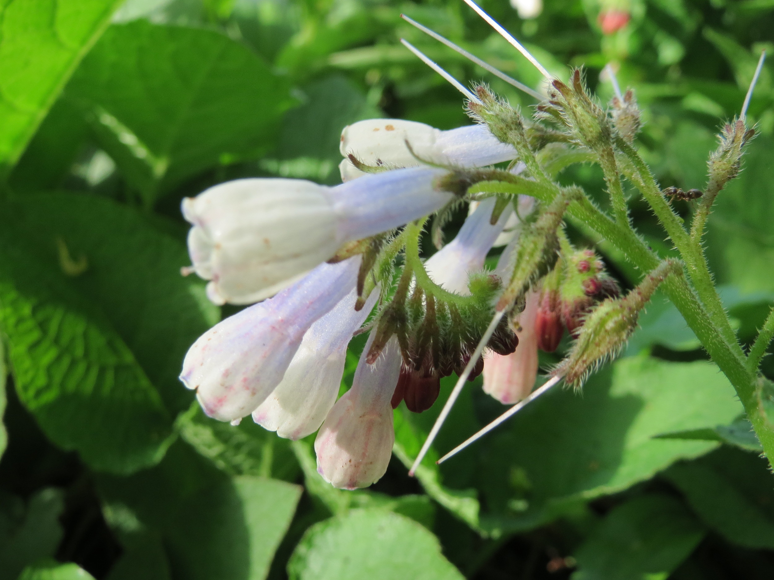 Comfrey photo 8