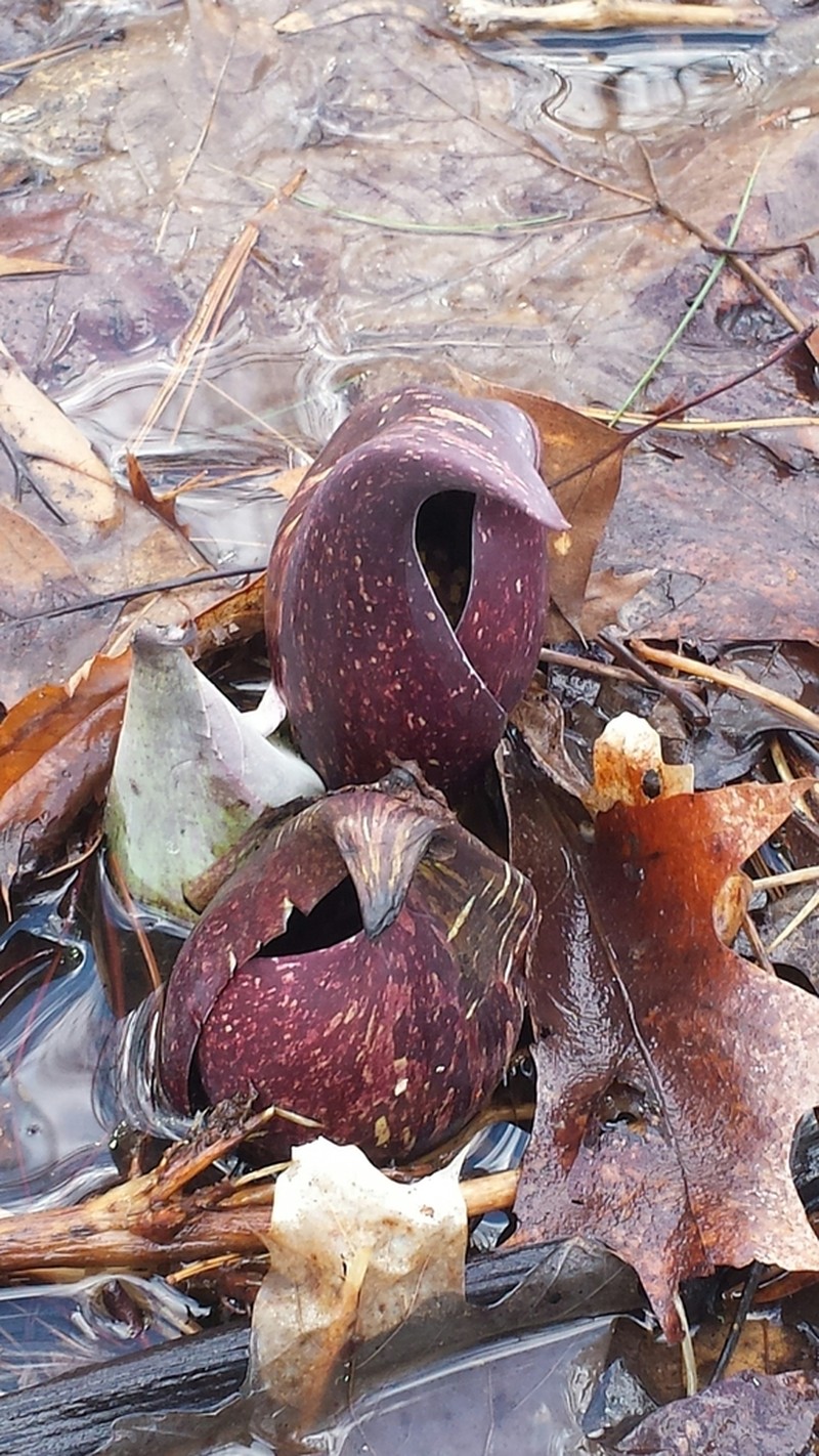 Skunk Cabbage photo 4