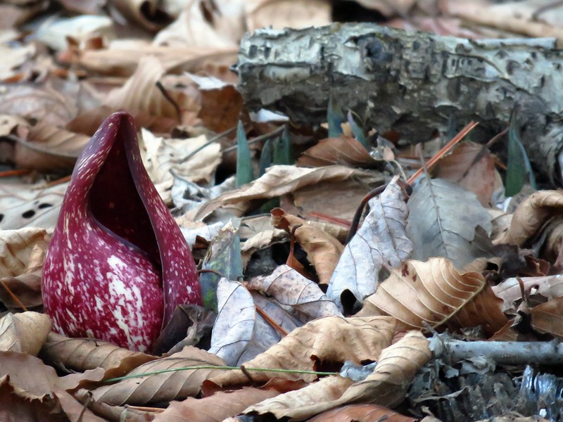 Skunk Cabbage photo 5
