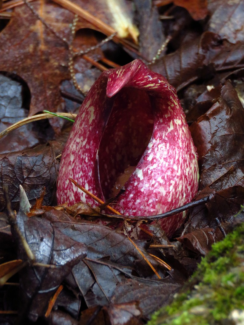 Skunk Cabbage photo 6