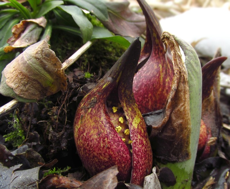 Skunk Cabbage photo 7