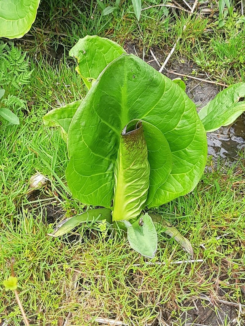 Skunk Cabbage photo 8