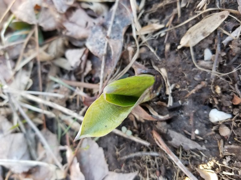 Skunk Cabbage photo 5