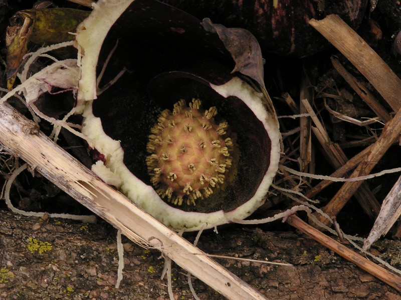 Skunk Cabbage photo 7