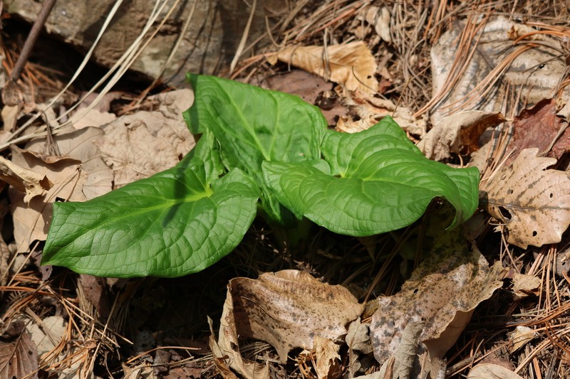 Symplocarpus koreanus photo 3
