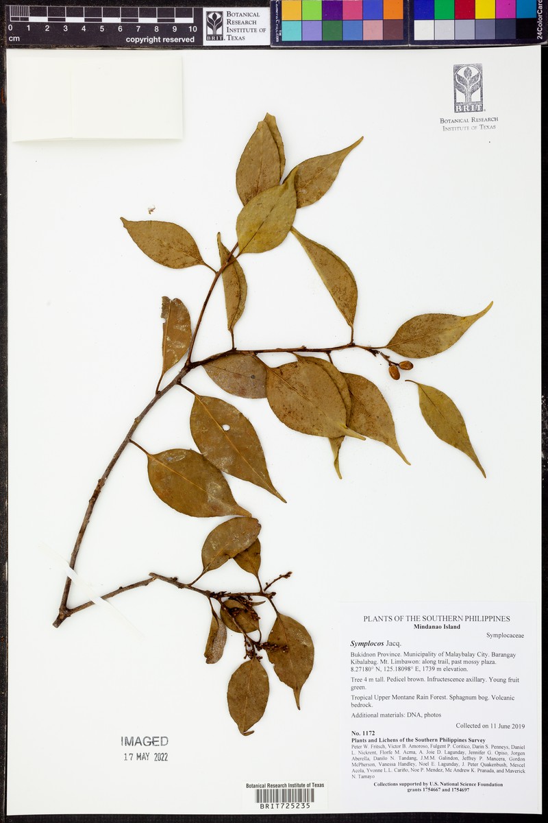 Symplocos adenophylla var. adenophylla