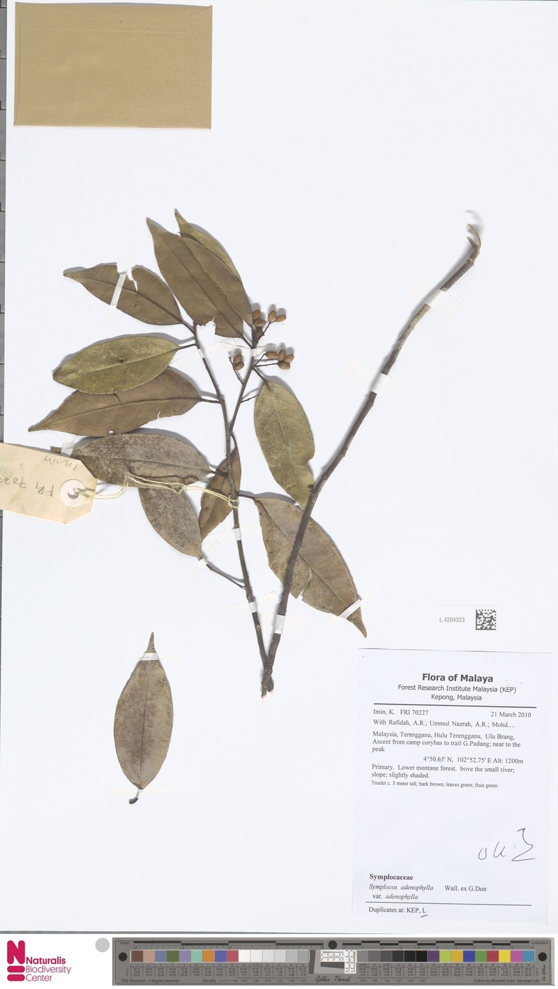 Symplocos adenophylla var. adenophylla photo 2