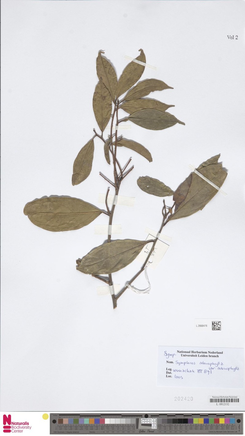 Symplocos adenophylla var. adenophylla photo 3