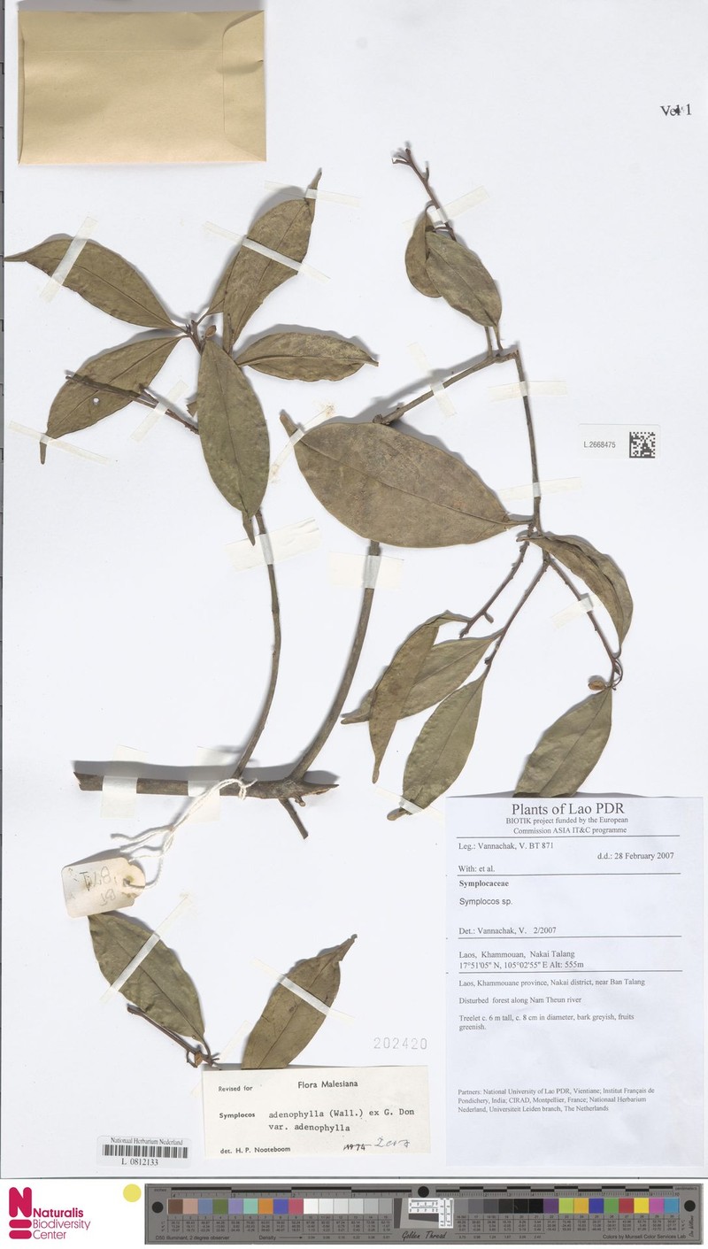 Symplocos adenophylla var. adenophylla photo 4