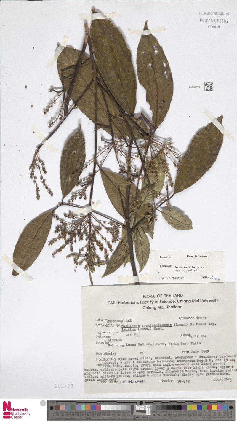 Symplocos brandisii var. brandisii
