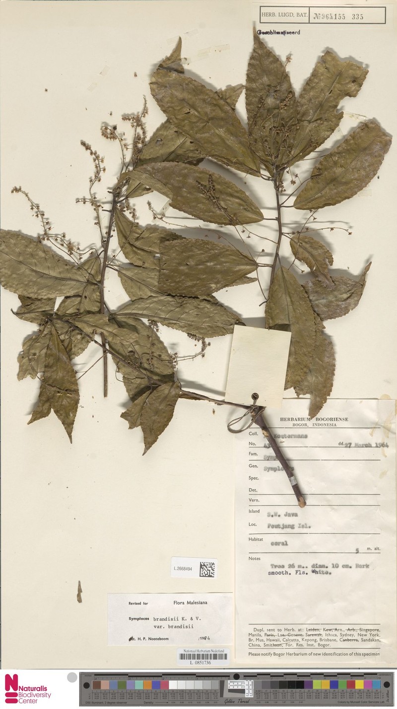 Symplocos brandisii var. brandisii photo 2