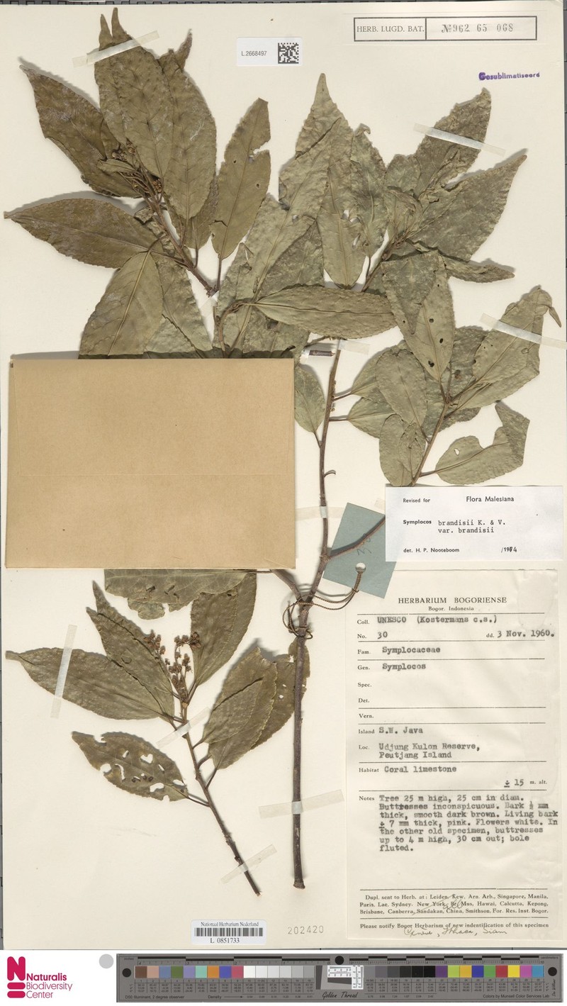 Symplocos brandisii var. brandisii photo 3