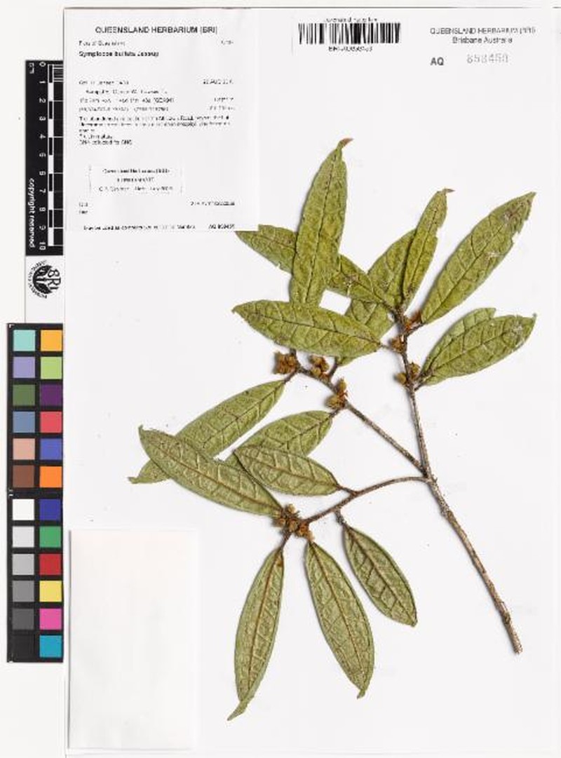 Symplocos bullata