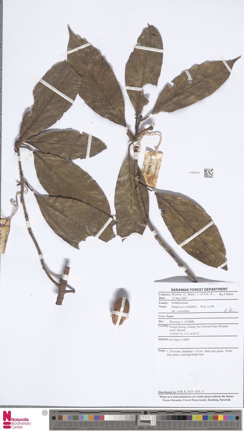 Symplocos cerasifolia var. cerasifolia