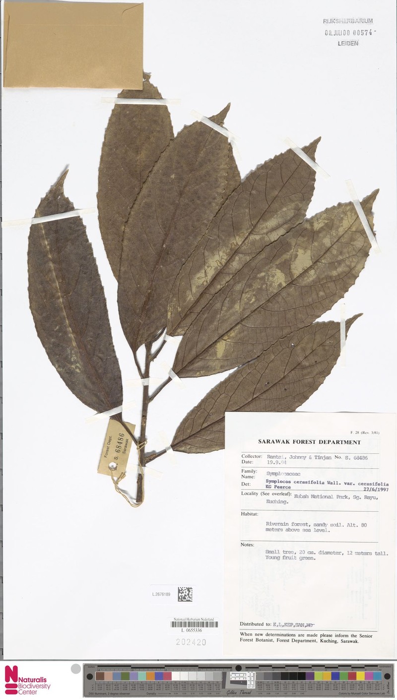 Symplocos cerasifolia var. cerasifolia photo 2