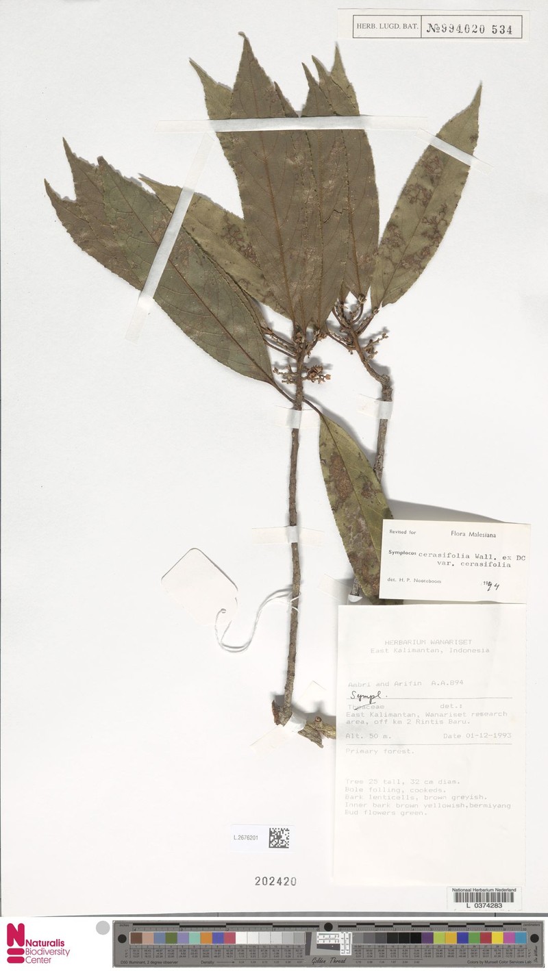 Symplocos cerasifolia var. cerasifolia photo 3