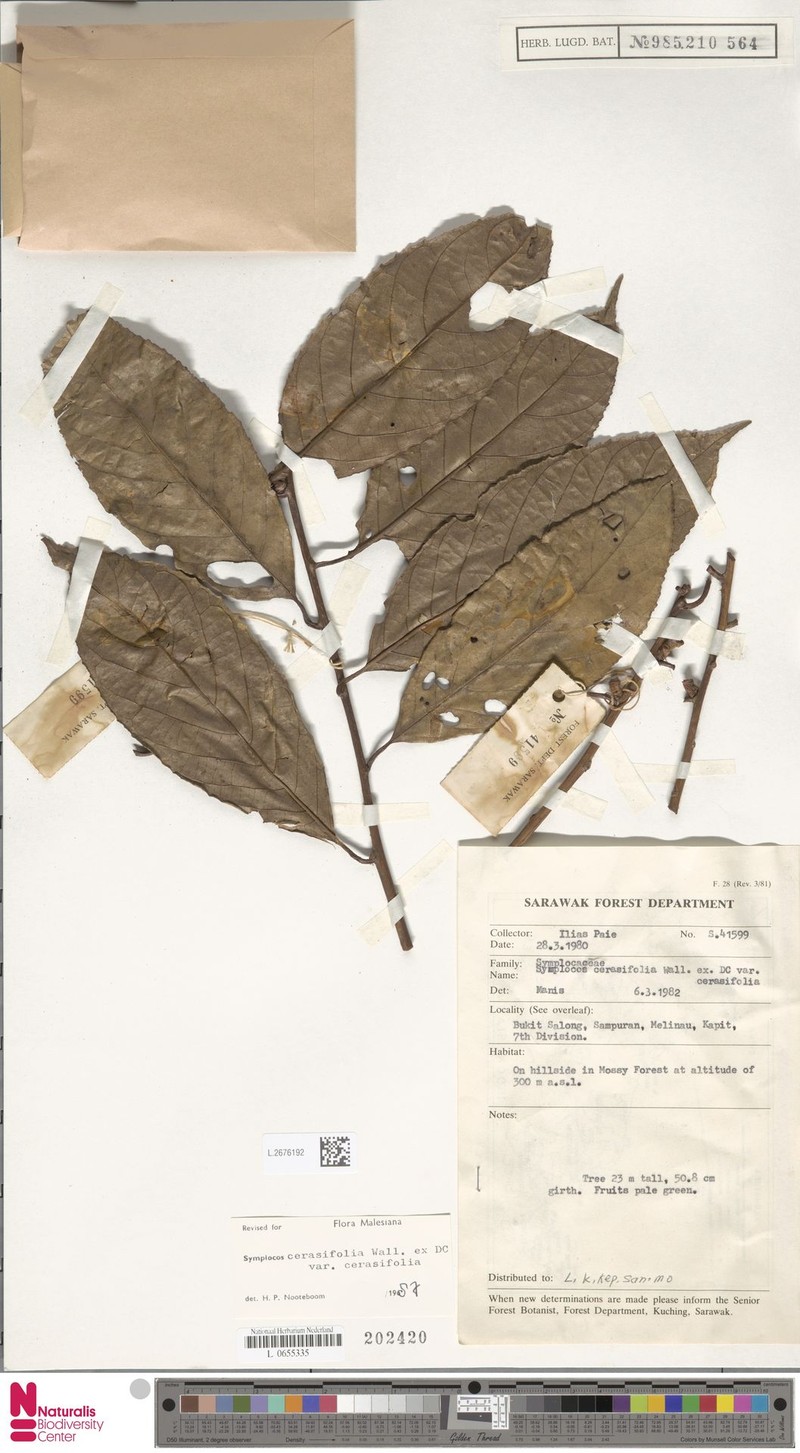 Symplocos cerasifolia var. cerasifolia photo 4