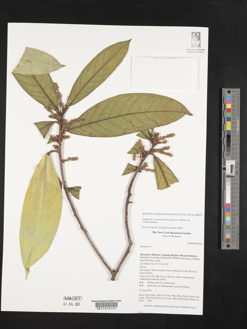 Symplocos cochinchinensis subsp. cochinchinensis