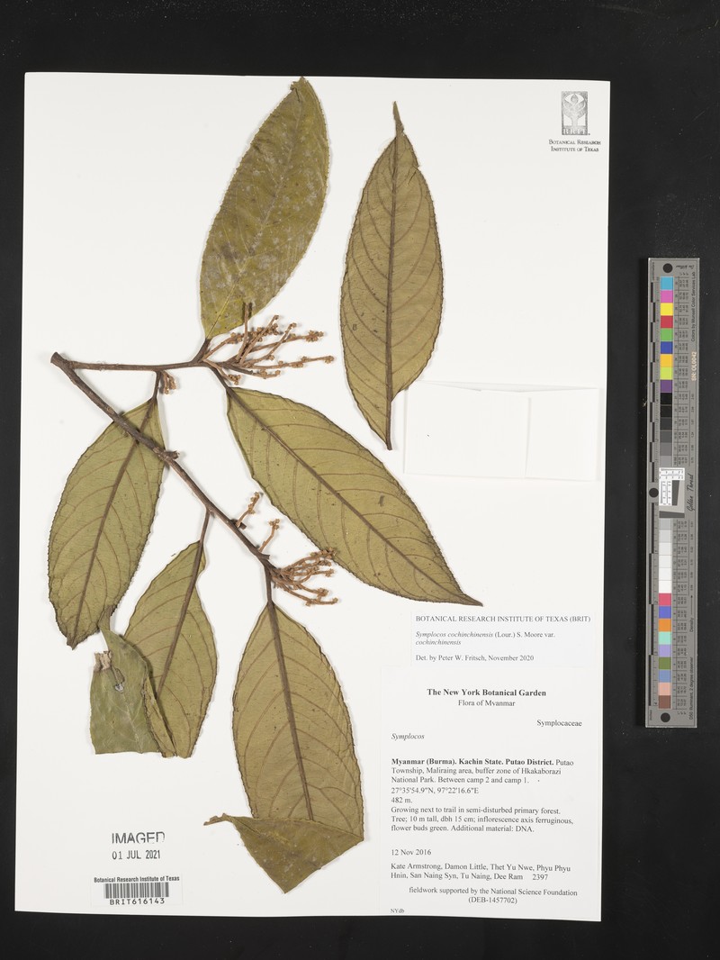Symplocos cochinchinensis subsp. cochinchinensis photo 2