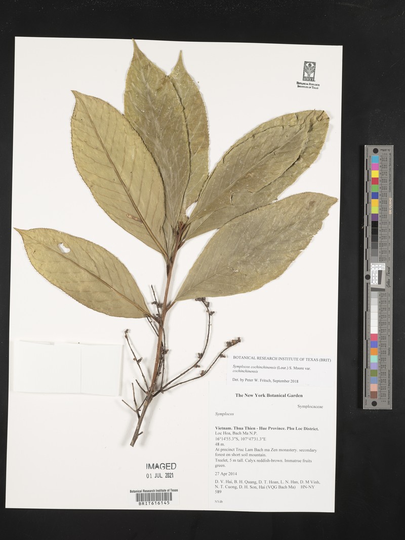 Symplocos cochinchinensis subsp. cochinchinensis photo 3