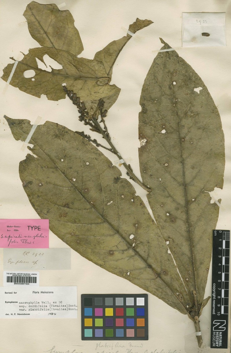 Symplocos coronata var. glabrifolia
