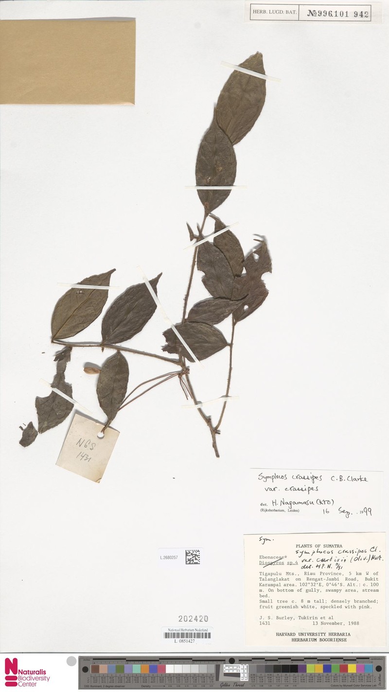 Symplocos crassipes var. crassipes