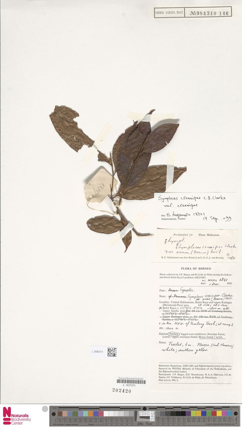 Symplocos crassipes var. crassipes photo 2