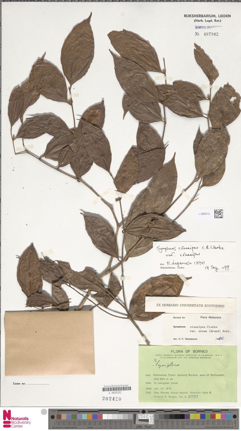 Symplocos crassipes var. crassipes photo 3