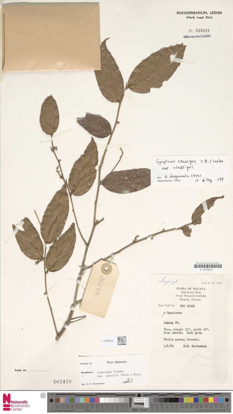 Symplocos crassipes var. crassipes photo 4