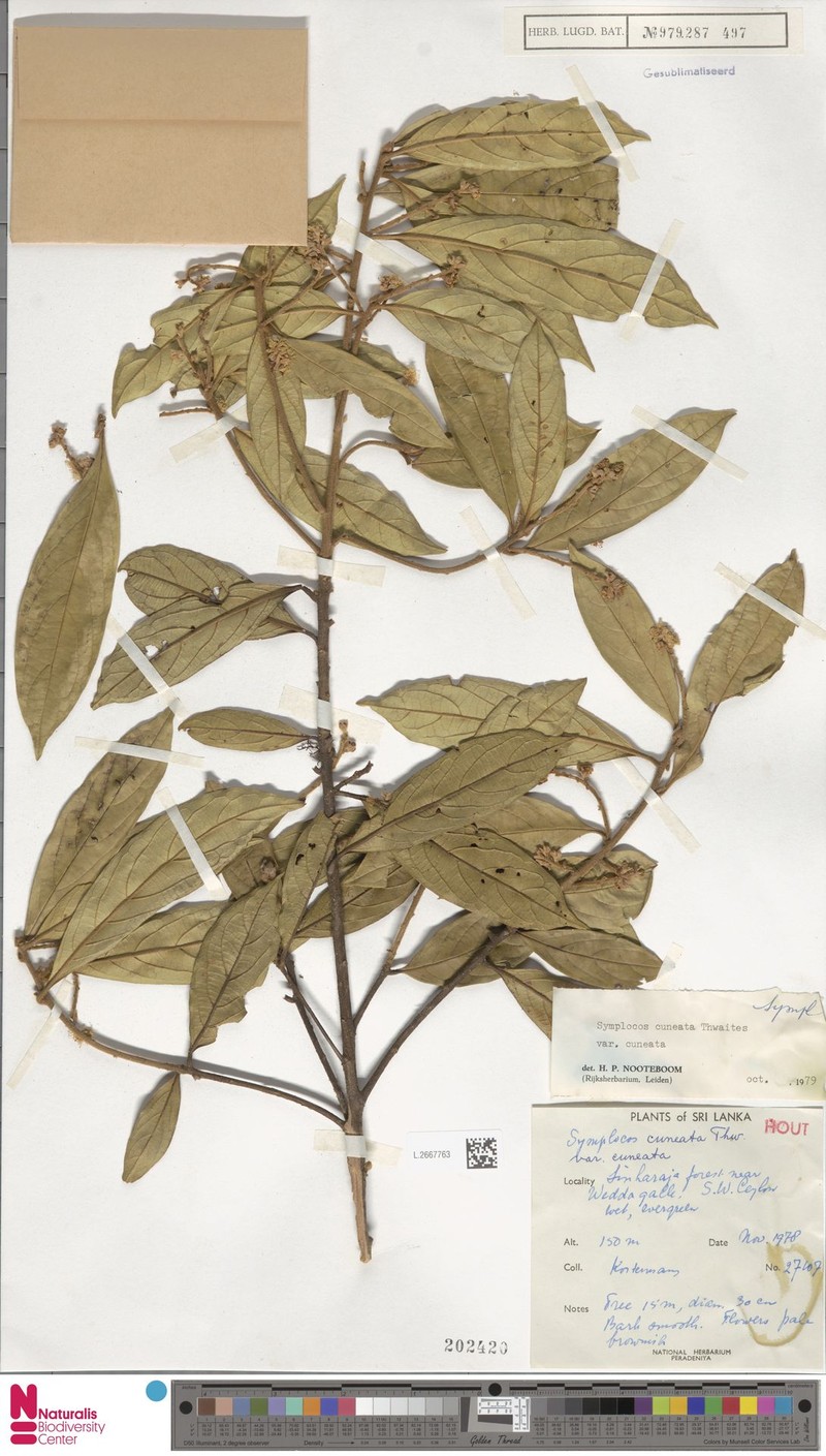 Symplocos cuneata var. cuneata