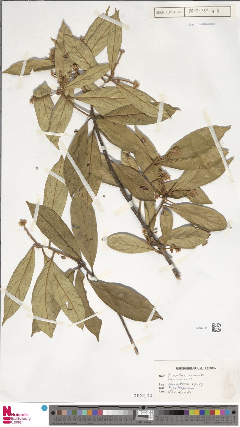 Symplocos cuneata var. cuneata photo 2