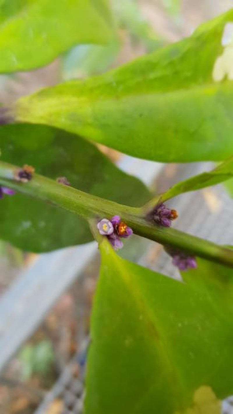 Symplocos cyanocarpa var. cyanocarpa