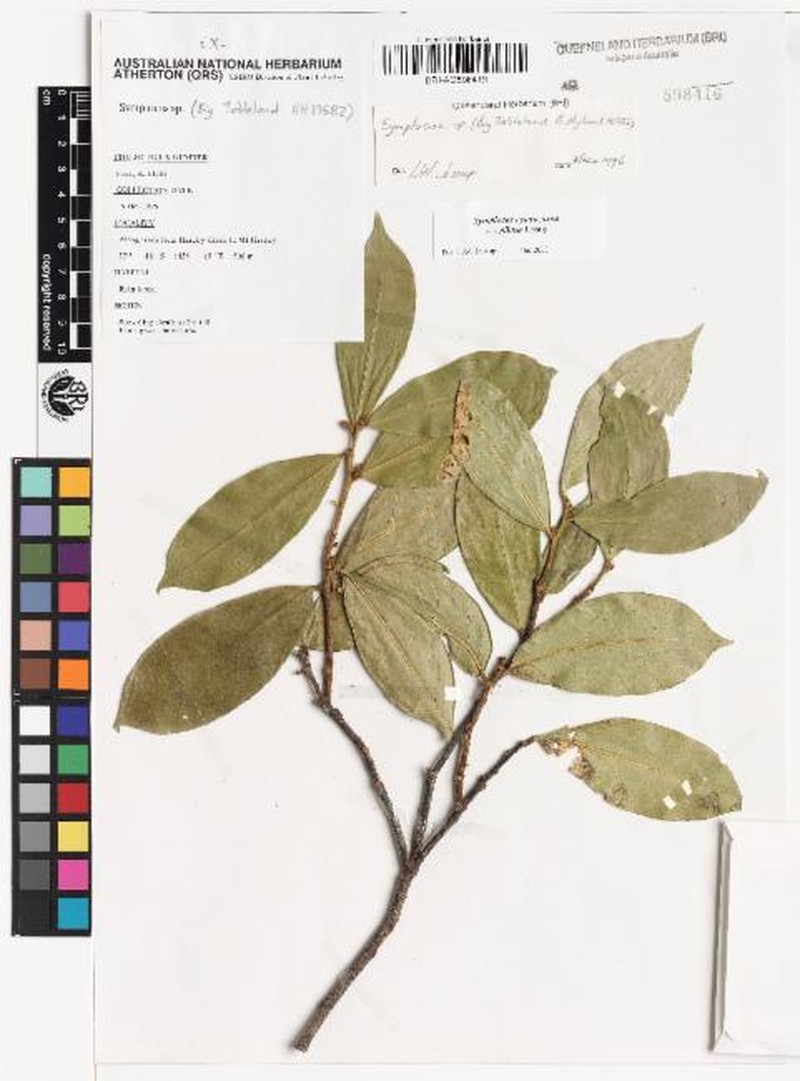 Symplocos cyanocarpa var. pilosa