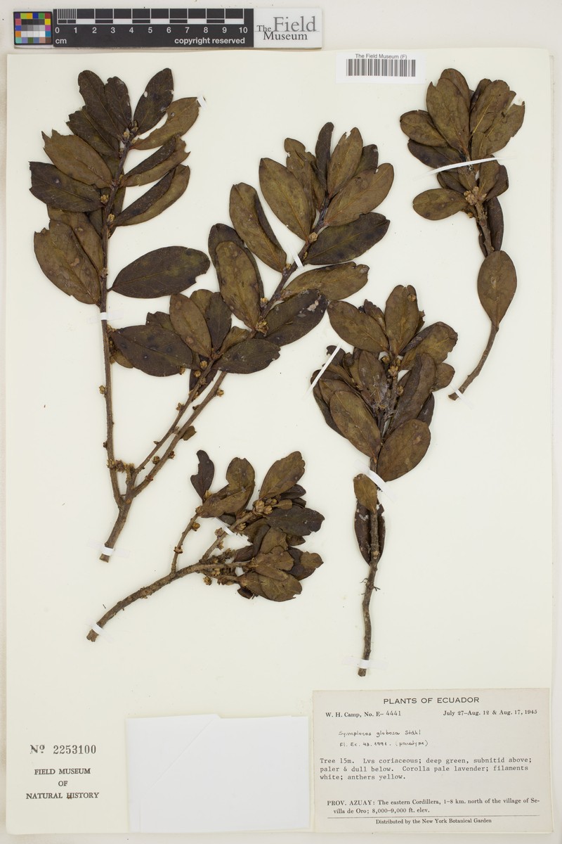 Symplocos ecuadorica