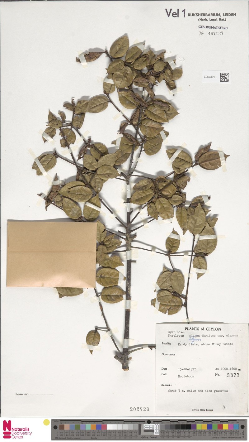Symplocos elegans var. elegans