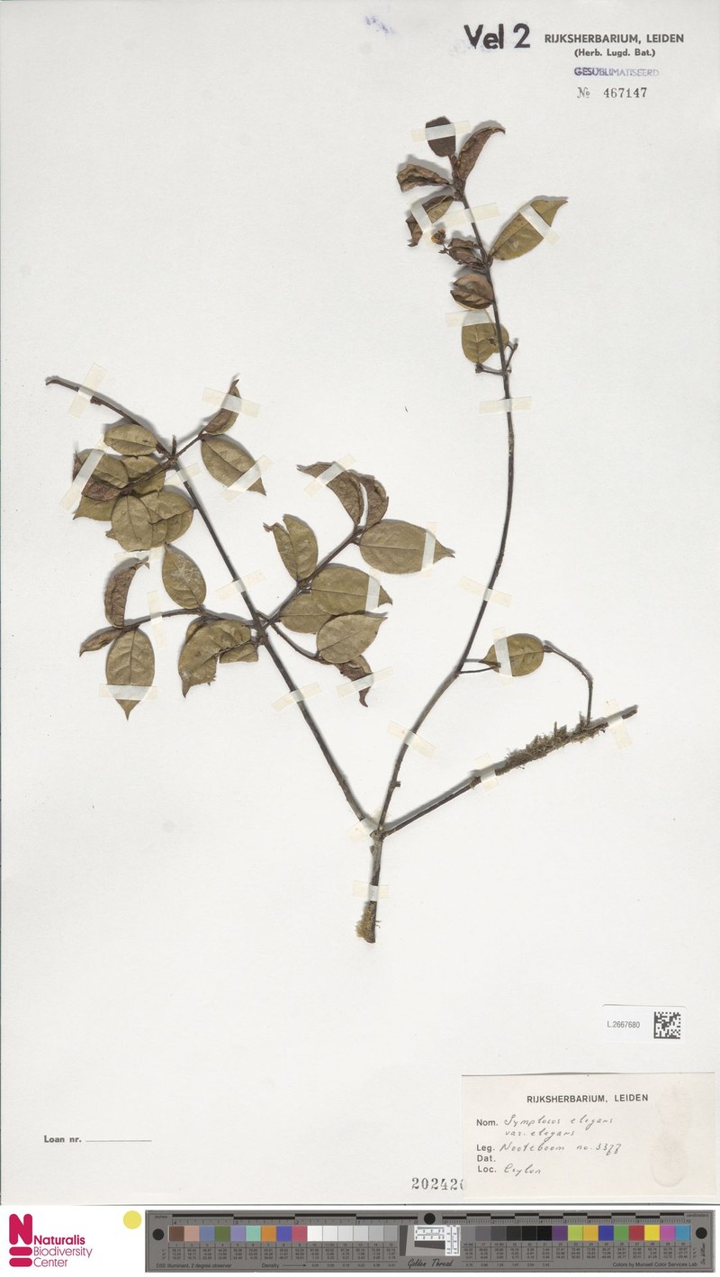 Symplocos elegans var. elegans photo 2