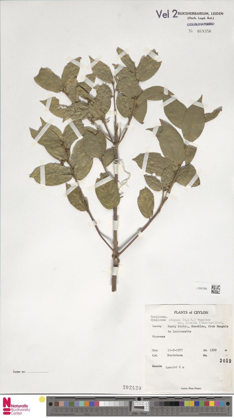 Symplocos elegans var. hirsuta