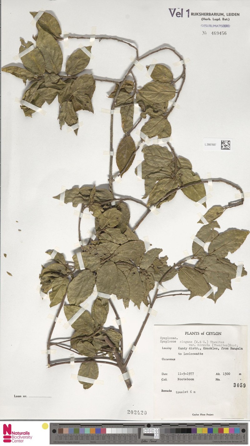 Symplocos elegans var. hirsuta photo 2