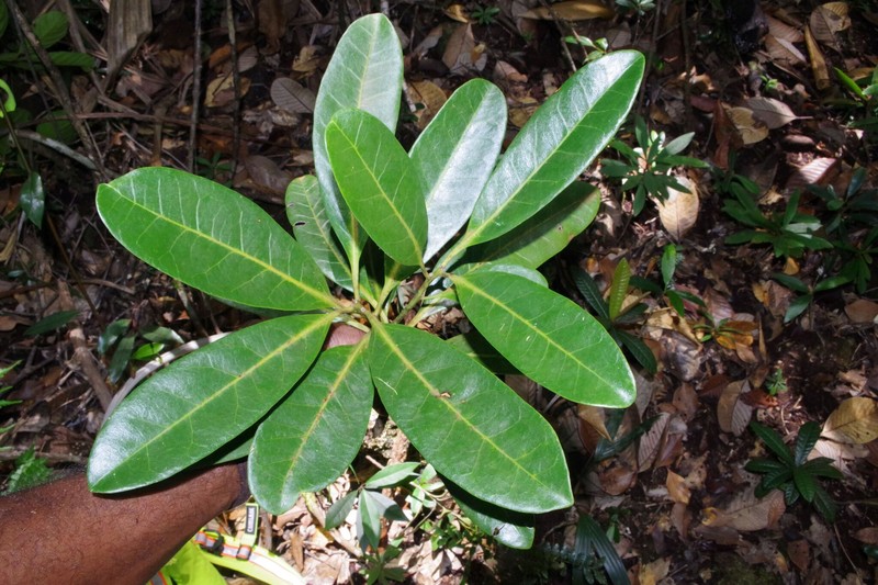 Symplocos flavescens var. flavescens