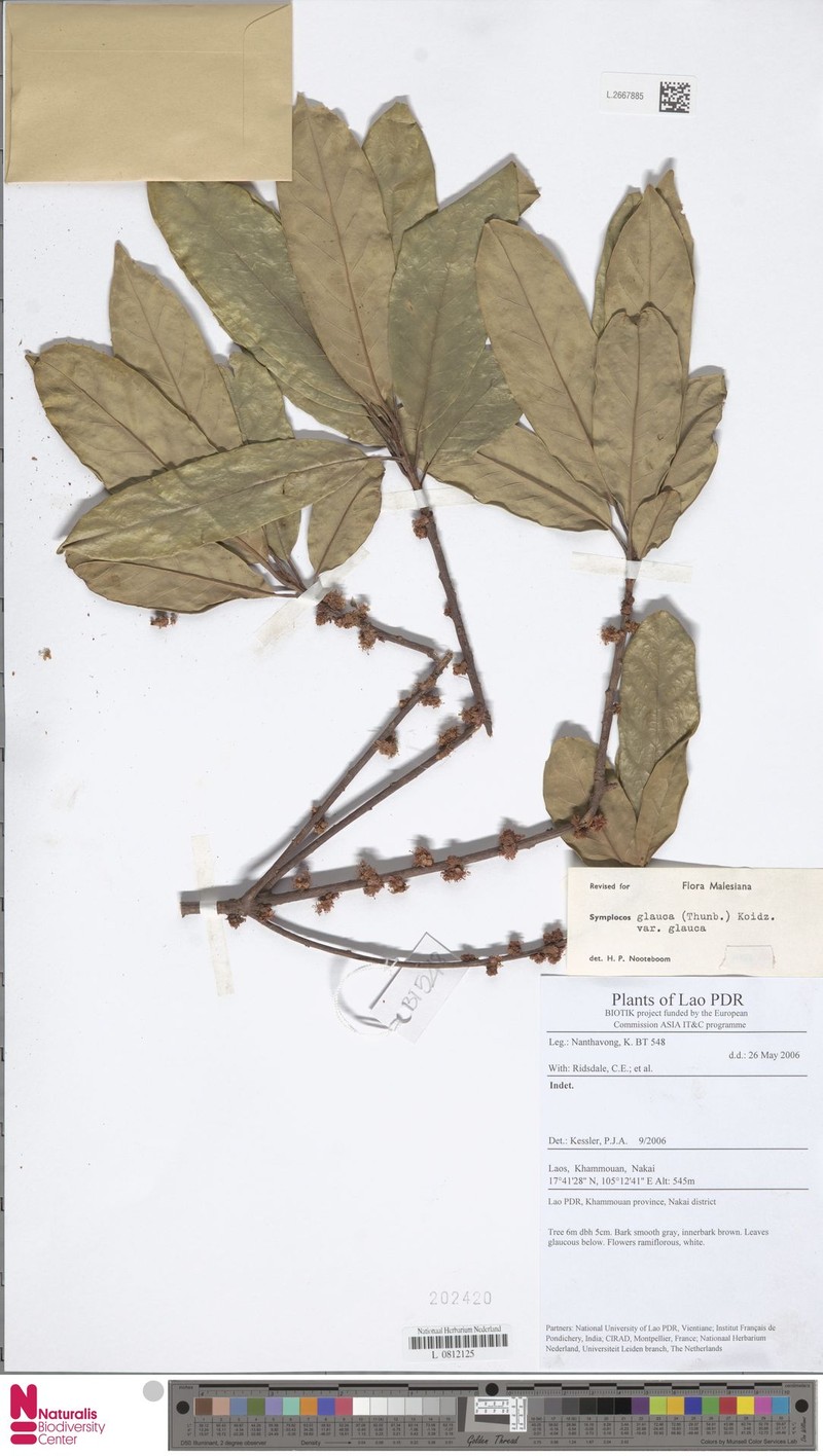 Symplocos glauca var. glauca