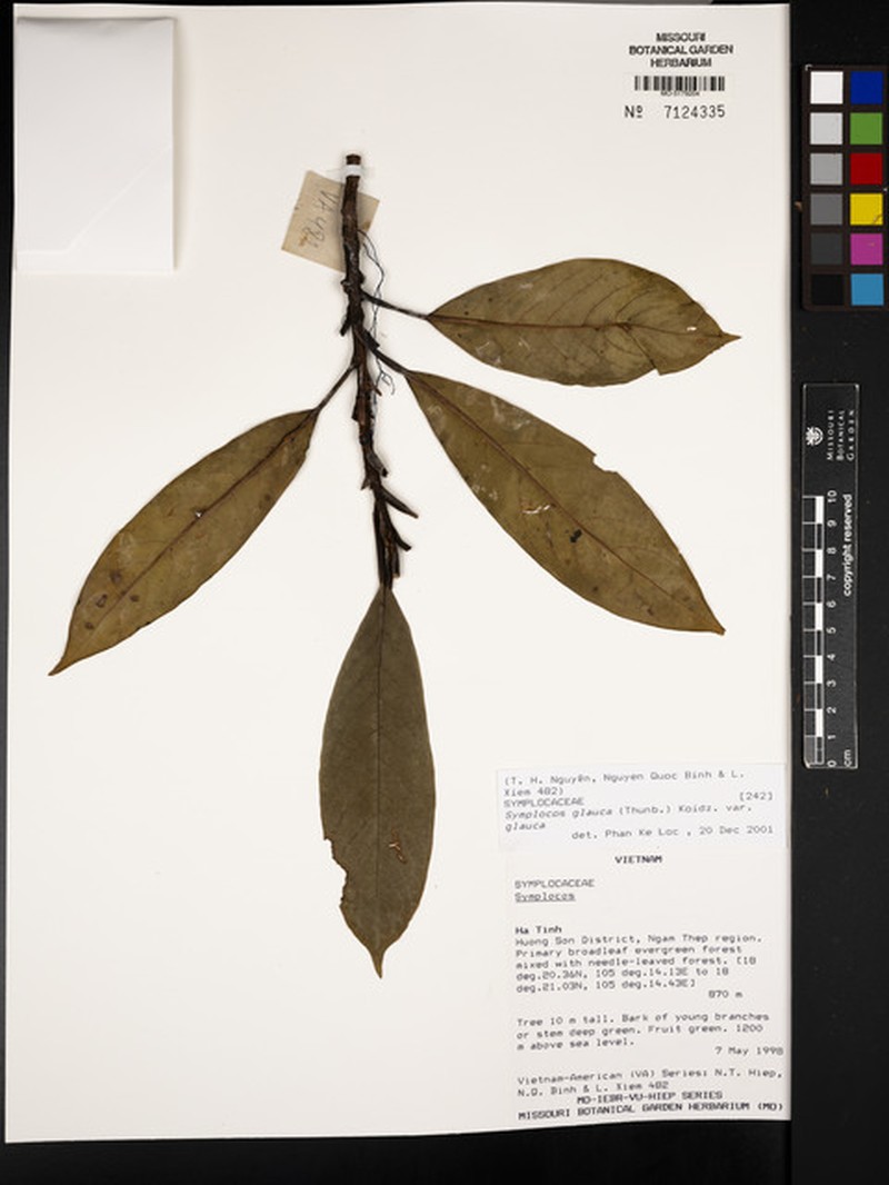Symplocos glauca var. glauca photo 2