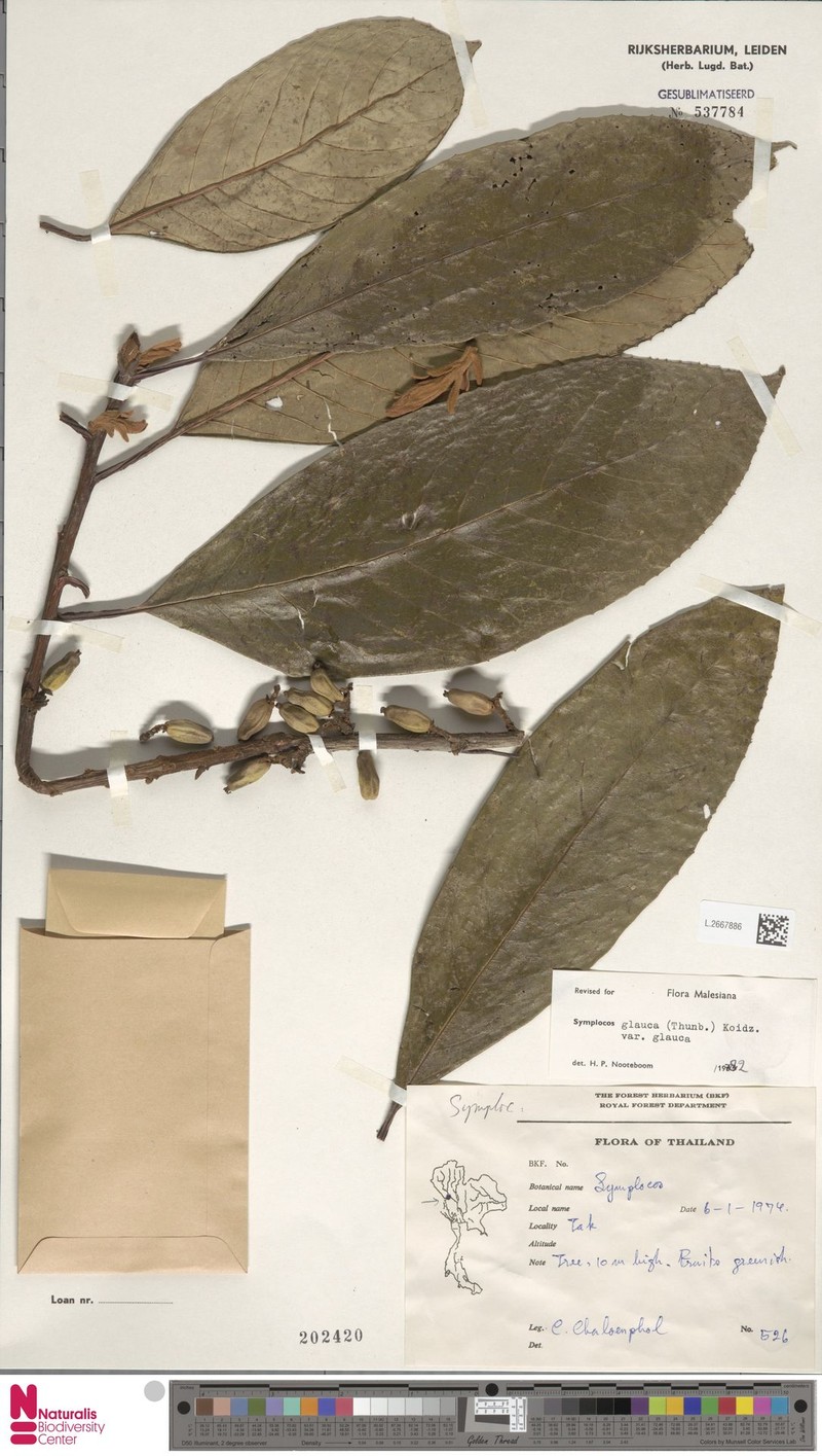 Symplocos glauca var. glauca photo 3